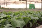 zucchini seedlings